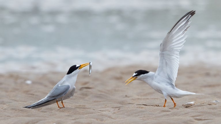 Two little terns stand on sand facing each other. The one on the left holds a small fish in its beak, whilst the one on the right flaps its wings.